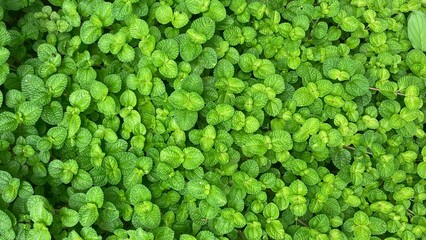 Closeup fresh mint leaves pattern © Husein