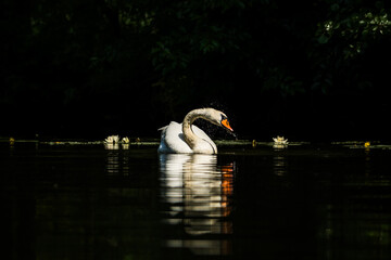 Swan Shaking off Water between Two Blooming White Water Lilies