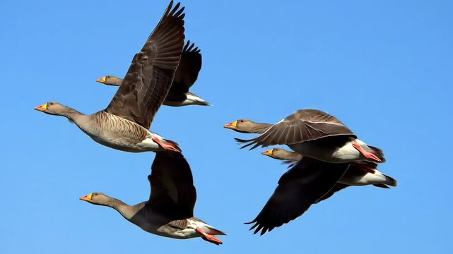 A flock of geese flying in formation against a bright blue sky during the daytime outdoors
