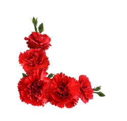 Red carnation flowers in a corner arrangement isolated on white or transparent background