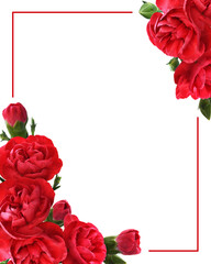 Red carnation flowers with green buds in a corner floral arrangements with frame isolated on white or transparent background