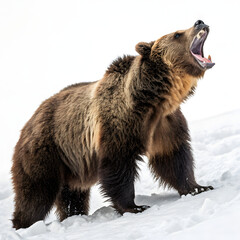 Large Brown Bear Stands