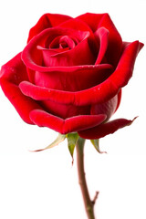 A single red rose blossom, symbolizing love and romance, isolated on white