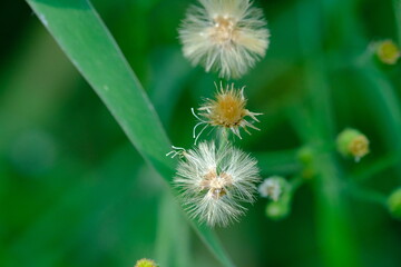 Close-up of Wildflowers in Pretoria National Botanical Gardens