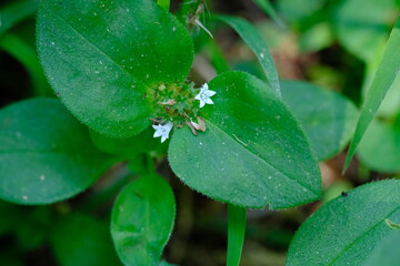 Dayflower in Pretoria National Botanical Gardens