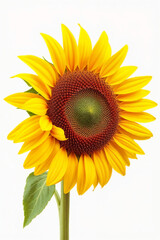 Obraz premium Bright yellow sunflower head with green leaves isolated on a clean white background