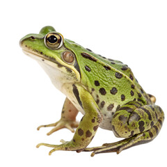 Naklejka premium A vibrant green frog sits isolated on transparent background, showcasing intricate details in a closeup profile view