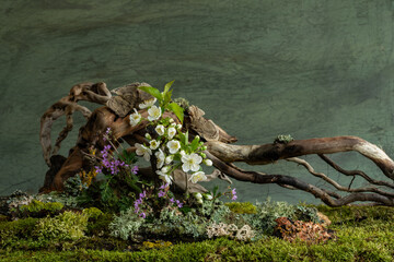 Soft cherry blossoms and vibrant wild geraniums bloom in a mysterious spring atmosphere. A dreamy...