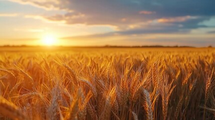 Obraz premium Golden wheat field illuminated by warm sunlight at sunset