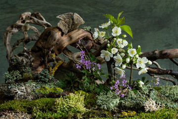 Soft cherry blossoms and vibrant wild geraniums bloom in a mysterious spring atmosphere. A dreamy...