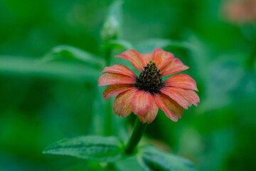Close-up of a Flower in Pretoria National Botanical Gardens