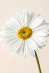 A beautiful single white daisy flower with a yellow center isolated on a clean white background, perfect for showcasing nature's summer and spring beauty