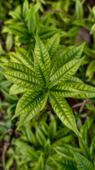 close up of green leaf