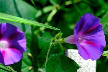 Purple Morning Glory in Pretoria National Botanical Gardens