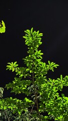 green fern leaves