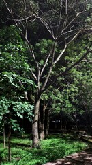 trees in the park at night 