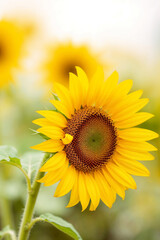 Obraz premium Bright yellow sunflowers blossom beautifully under the blue summer sky in a vast field, showcasing nature's vibrant beauty