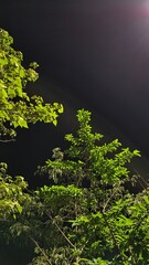Night shot trees 