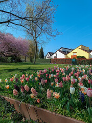 Colorful spring flower bed with tulips and hyacinths in a suburban park. Blooming trees and bright...