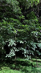 green forest in the morning