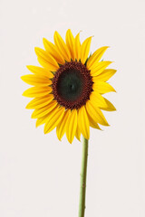 Bright yellow sunflower blossom with green leaves isolated on a clean white background