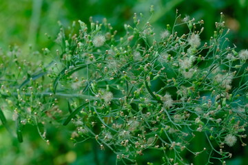 Green Perennial Plant in Pretoria National Botanical Gardens