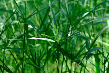 Cyperus Plant in Pretoria National Botanical Gardens