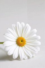 Obraz premium A beautiful single white daisy with a yellow center on a clean, isolated background, perfect for spring and summer floral designs
