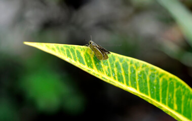 macro of a dragonfly