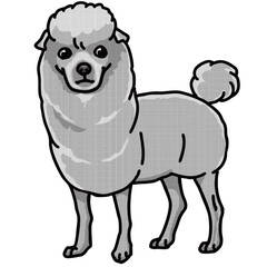 トイプードル　白黒　犬のイラスト　toy poodle	
