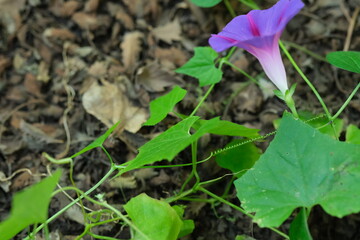 Morning Glory in Pretoria National Botanical Gardens