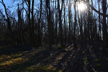 forest in the morning