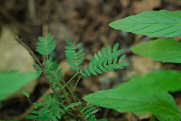 Fototapeta premium Herbaceous Plant in Pretoria National Botanical Gardens