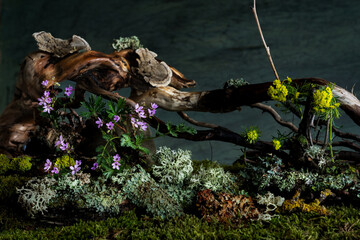 Wild geranium and veronica flowers bloom in a romantic spring composition, kissed by the breeze. Moss and lichen complement the scene, creating natural harmony and delicate beauty