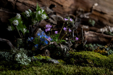 Wild geranium and veronica flowers bloom in a romantic spring composition, kissed by the breeze. Moss and lichen complement the scene, creating natural harmony and delicate beauty