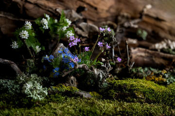 Wild geranium and veronica flowers bloom in a romantic spring composition, kissed by the breeze. Moss and lichen complement the scene, creating natural harmony and delicate beauty