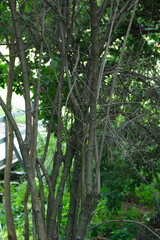 Branches and Foliage in Pretoria National Botanical Gardens