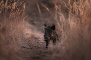 Wild boar in the spring forest. Wild boar piglets in the forest. European nature. Group of wild...