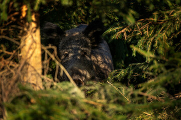 Wild boar in the spring forest. Wild boar piglets in the forest. European nature. Group of wild...