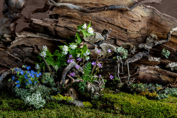 Wild geranium and veronica flowers bloom in a romantic spring composition, kissed by the breeze....
