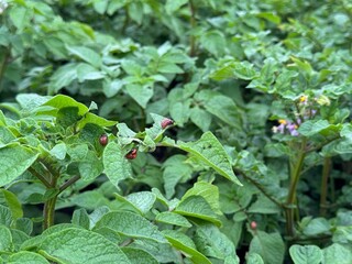Colorado potato beetle larvae on eaten away potato leaf. Close-up. An illustration about protecting...