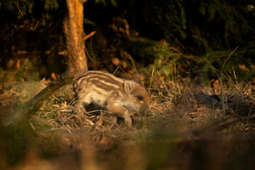 Wild boar in the spring forest. Wild boar piglets in the forest. European nature. Group of wild...