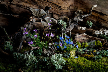 Wild geranium and veronica flowers bloom in a romantic spring composition, kissed by the breeze. Moss and lichen complement the scene, creating natural harmony and delicate beauty