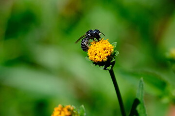 Insect on Flower in Walter Sisulu National Botanical Garden