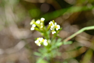 Wildflower in Walter Sisulu National Botanical Garden