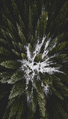 Aerial view of snow covered forest