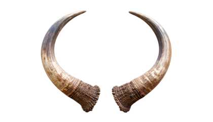 A Majestic bull horns isolated on black background perfect for design projects needing power nature or wild animal elements a strong symbol of strength and masculinity.