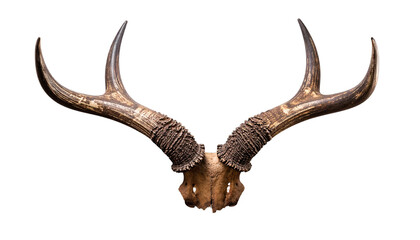 Naklejka premium Majestic bull horns isolated on black background perfect for design projects needing power nature or wild animal elements a strong symbol of strength and masculinity.