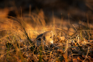Wild boar in the spring forest. Wild boar piglets in the forest. European nature. Group of wild...