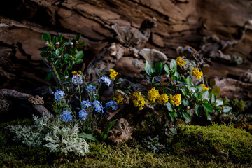 Naklejka premium Wild geranium and veronica flowers bloom in a romantic spring composition, kissed by the breeze. Moss and lichen complement the scene, creating natural harmony and delicate beauty